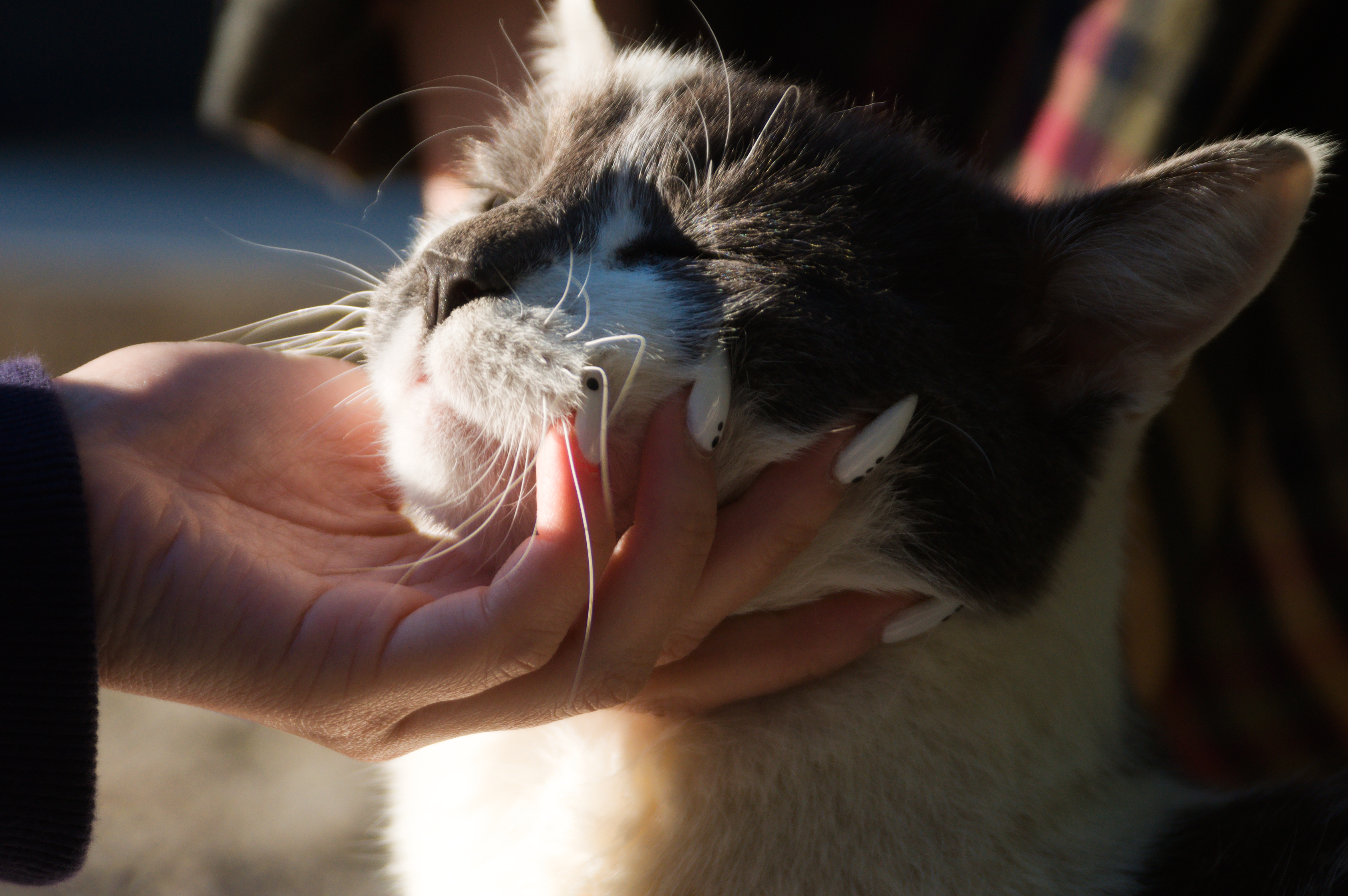 Cat in Greece